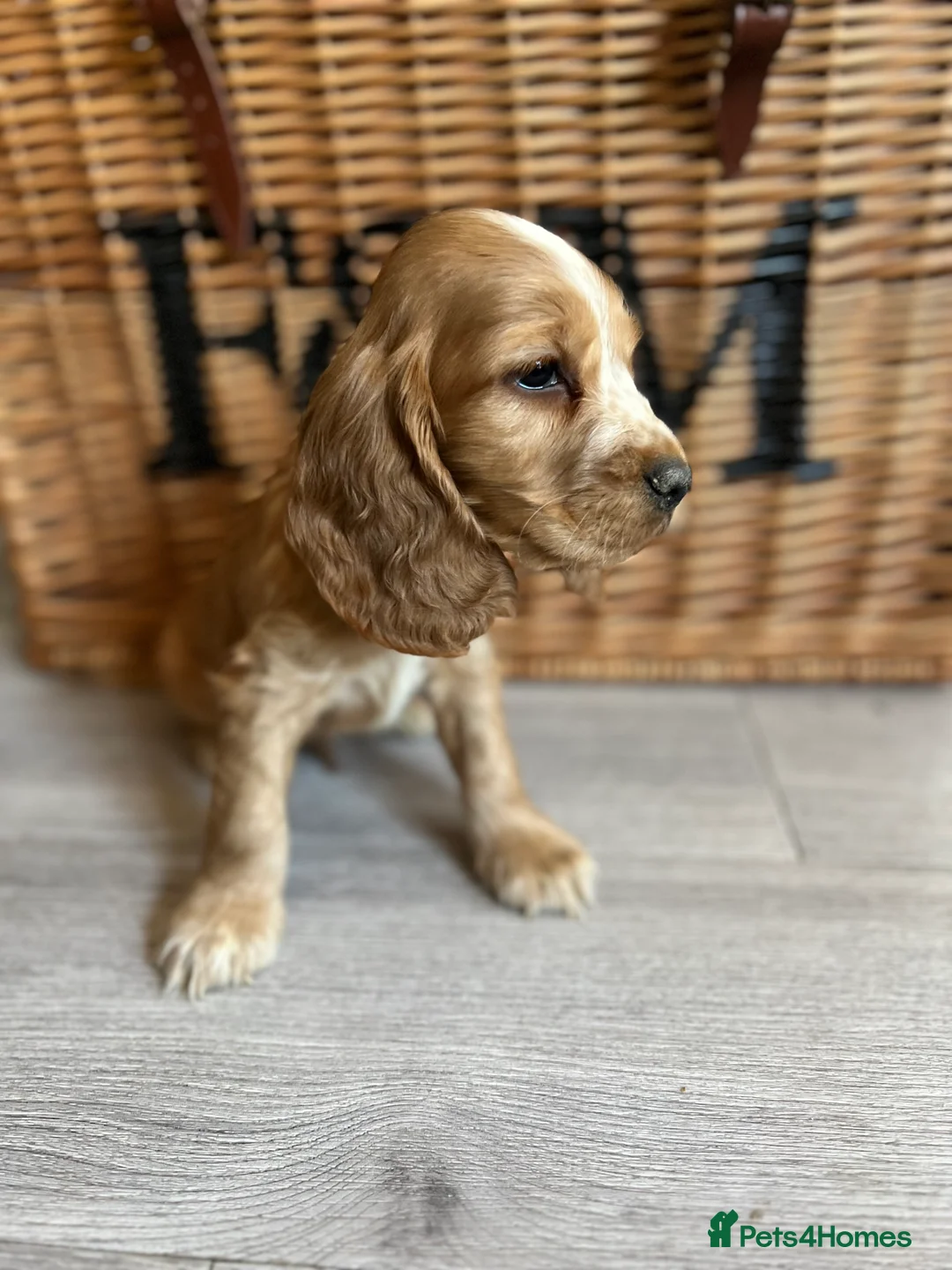 Cocker Spaniel dogs for sale: Show type Cocker spaniel puppies  - Advert 11