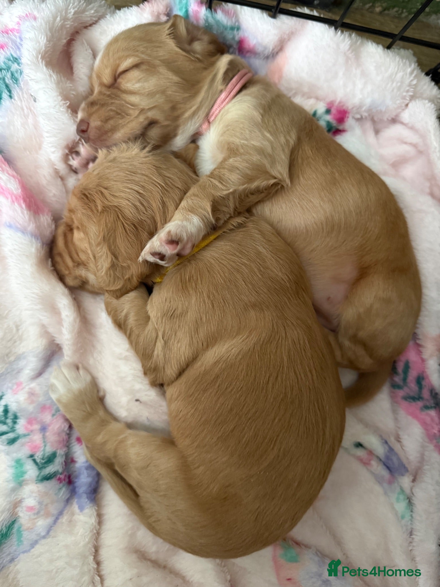 Cocker Spaniel dogs KC Reg Cocker Spaniel Pups  - Advert 2