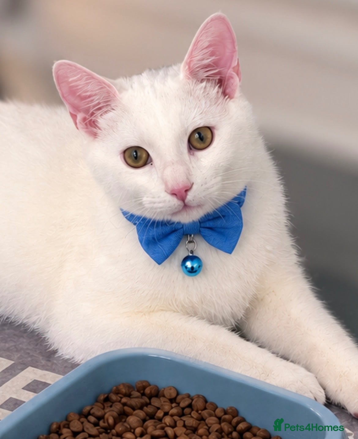 Mixed Breed cats **AVAILABLE** PURE WHITE NEUTERED KITTEN. 🤍 - Advert 2