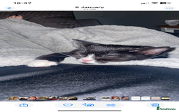 British Shorthair cats for sale: 4 beautiful kittens - Image 14