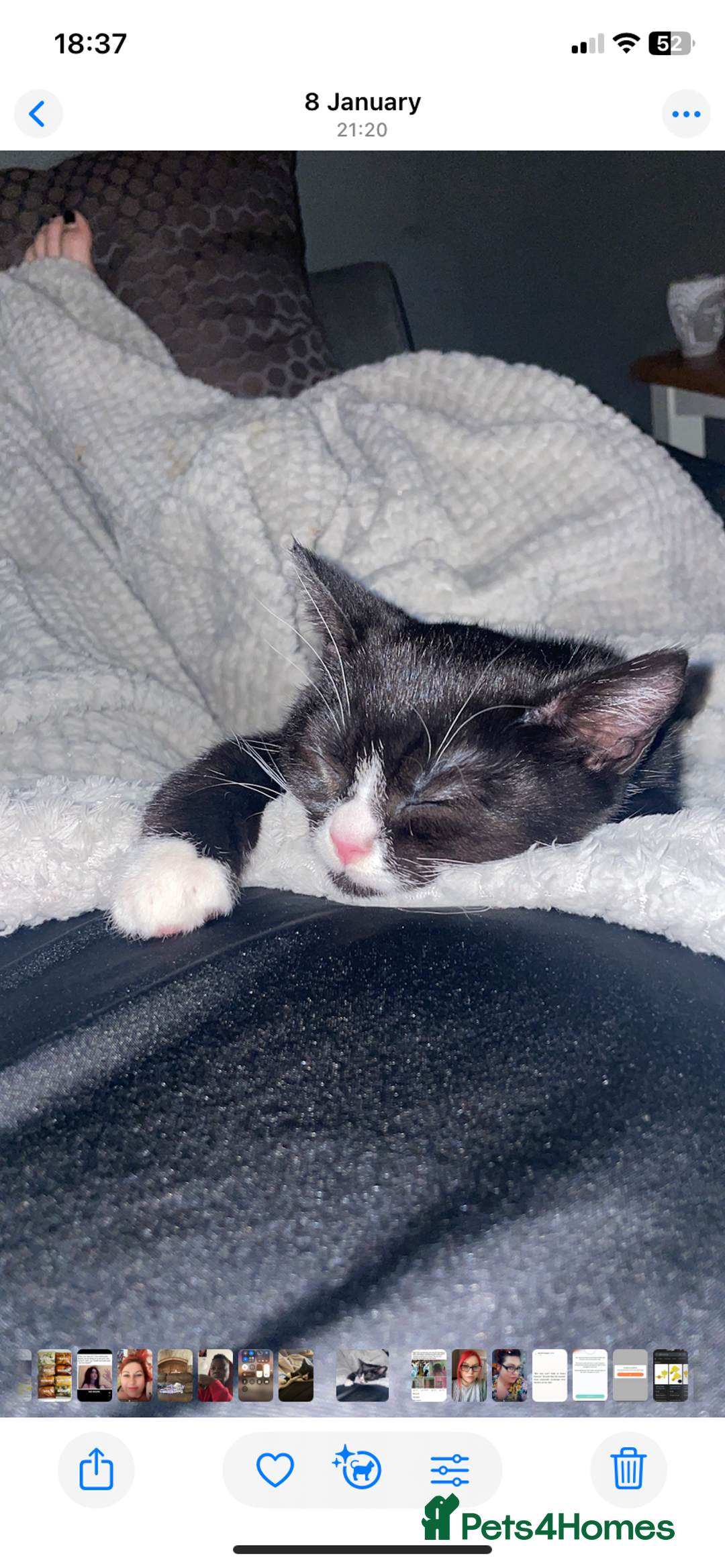 British Shorthair cats for sale: 4 beautiful kittens - Image 14
