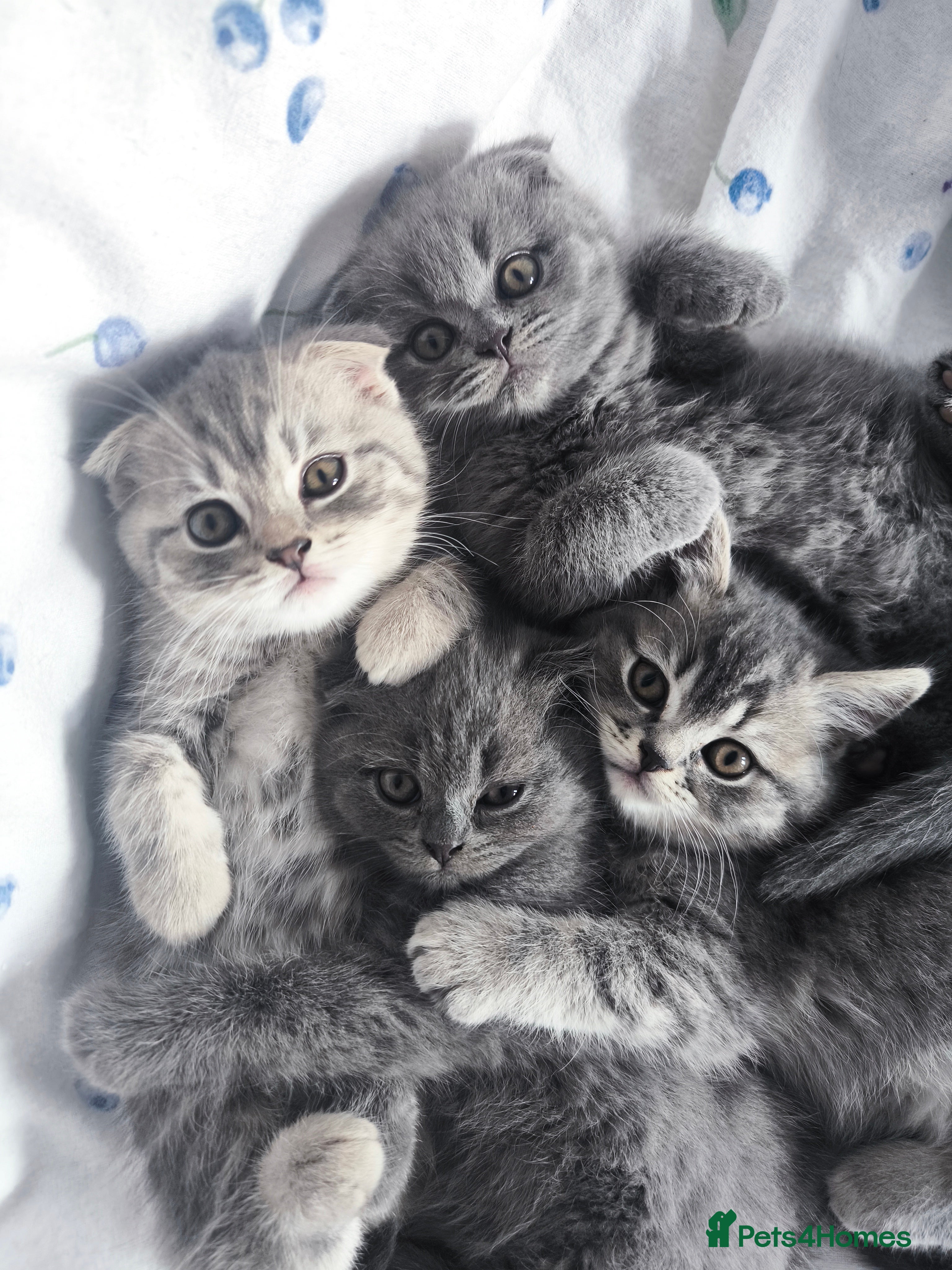 Scottish Fold cats Top-Quality Scottish Fold Kittens  - Advert 6