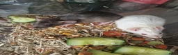 Rat rodents for sale: Beautiful full size and dwarf rats  - Advert 8