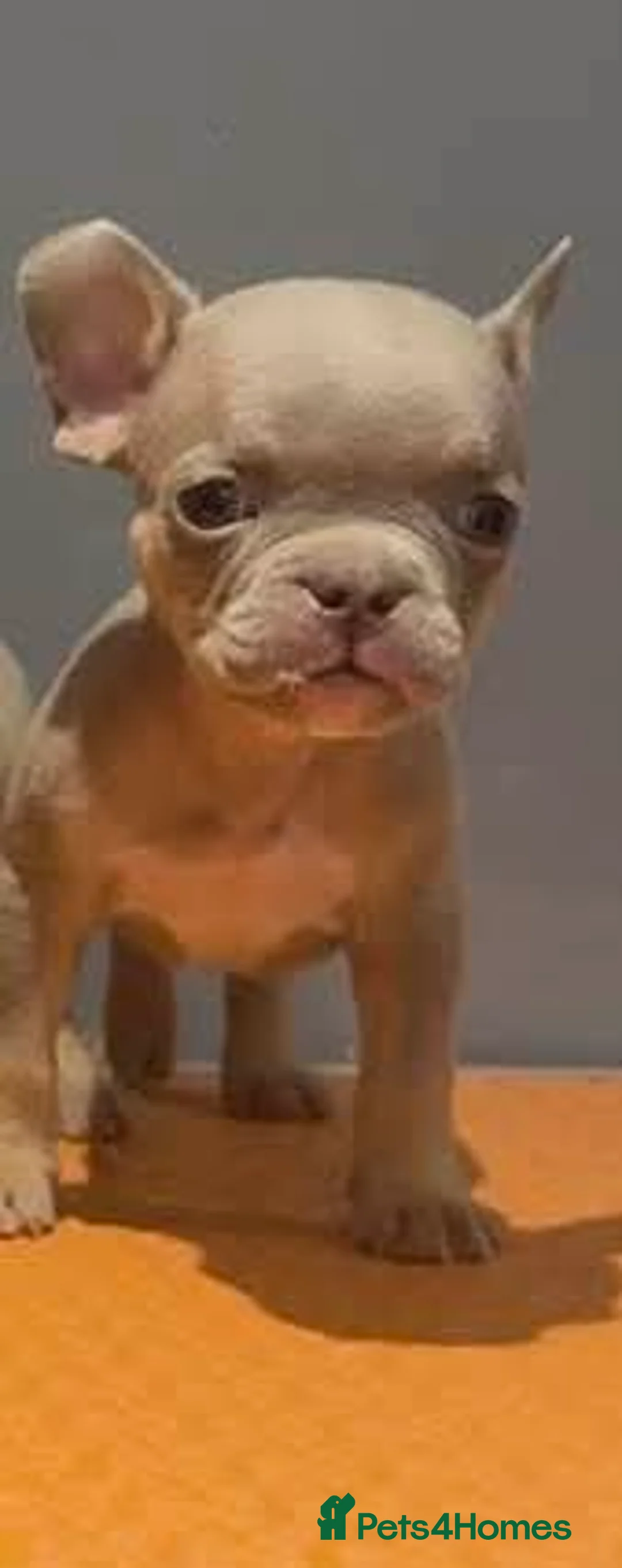 Mixed Breed dogs for sale: Pocket bully x french bulldog pups last two girls  - Advert 2