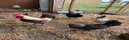 Chickens poultry for sale: 2-3 wk old unsexed hybrid chicks in Canterbury - Advert 3