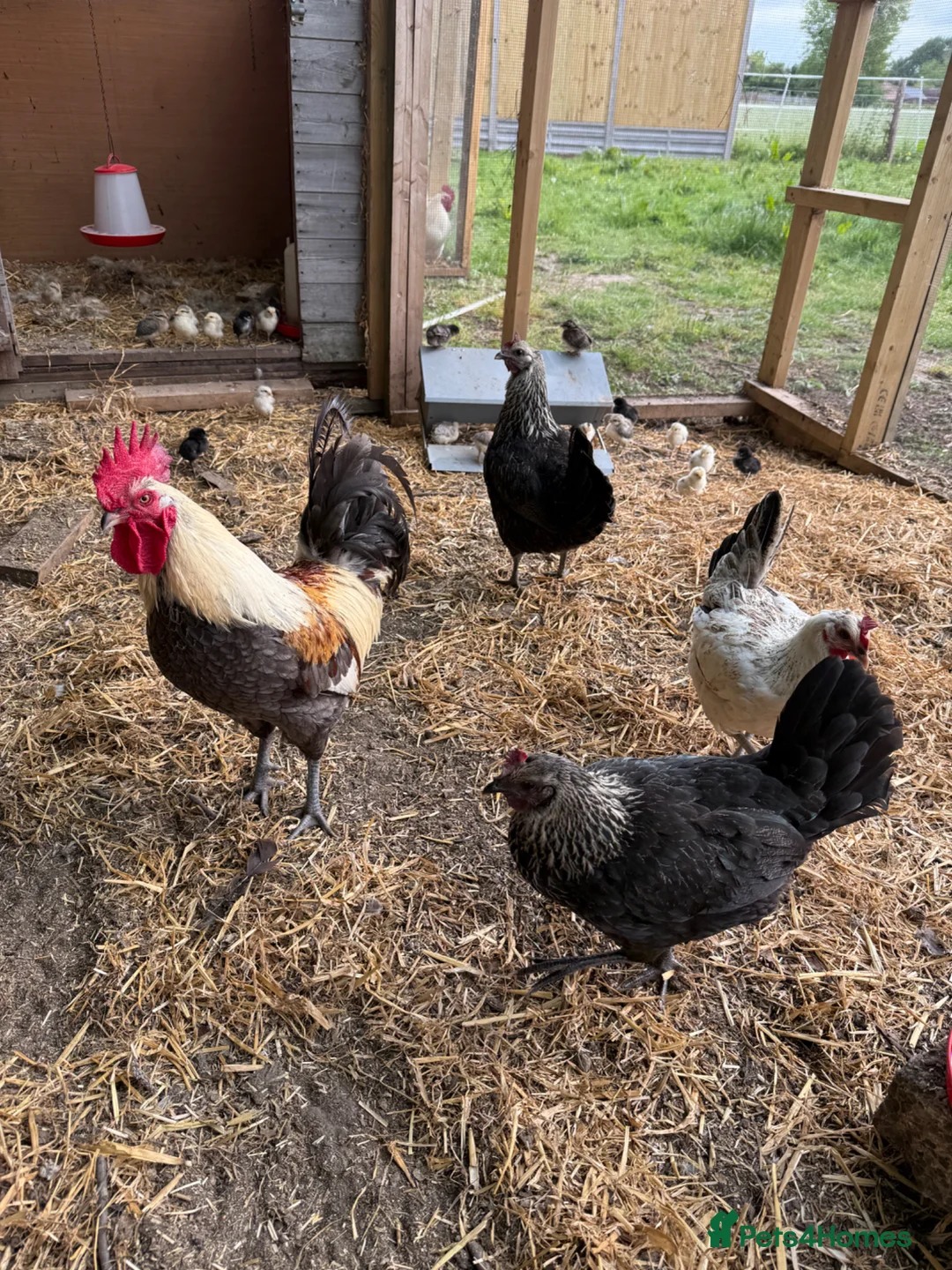 Chickens poultry for sale: 2-3 wk old unsexed hybrid chicks in Canterbury - Advert 3