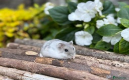 Hamster rodents for sale: Beautiful baby hamsters. Russian Dwarf and Syrian - Image 4