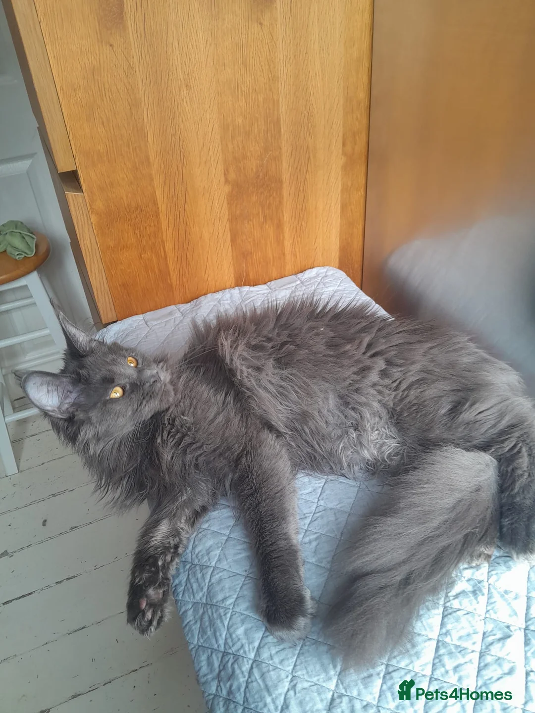 Maine Coon cats for sale: 2 solid blue&solid white Maine coon girls TICA - Advert 10