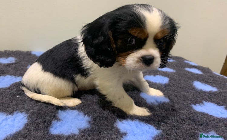 Cavalier King Charles Spaniel dogs - Advert 4
