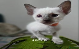 Balinese cats for sale: 8 supersoft purebred GCCF reg Balinese variants - Image 15
