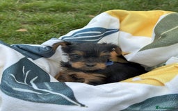 Yorkshire Terrier dogs for sale: Mini Yorkshire Terrier Puppies looking for Home - Image 3