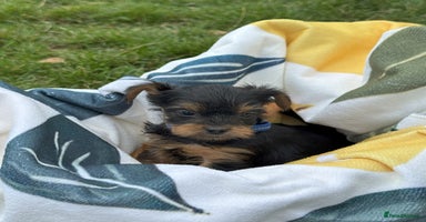 Yorkshire Terrier dogs - Advert 14