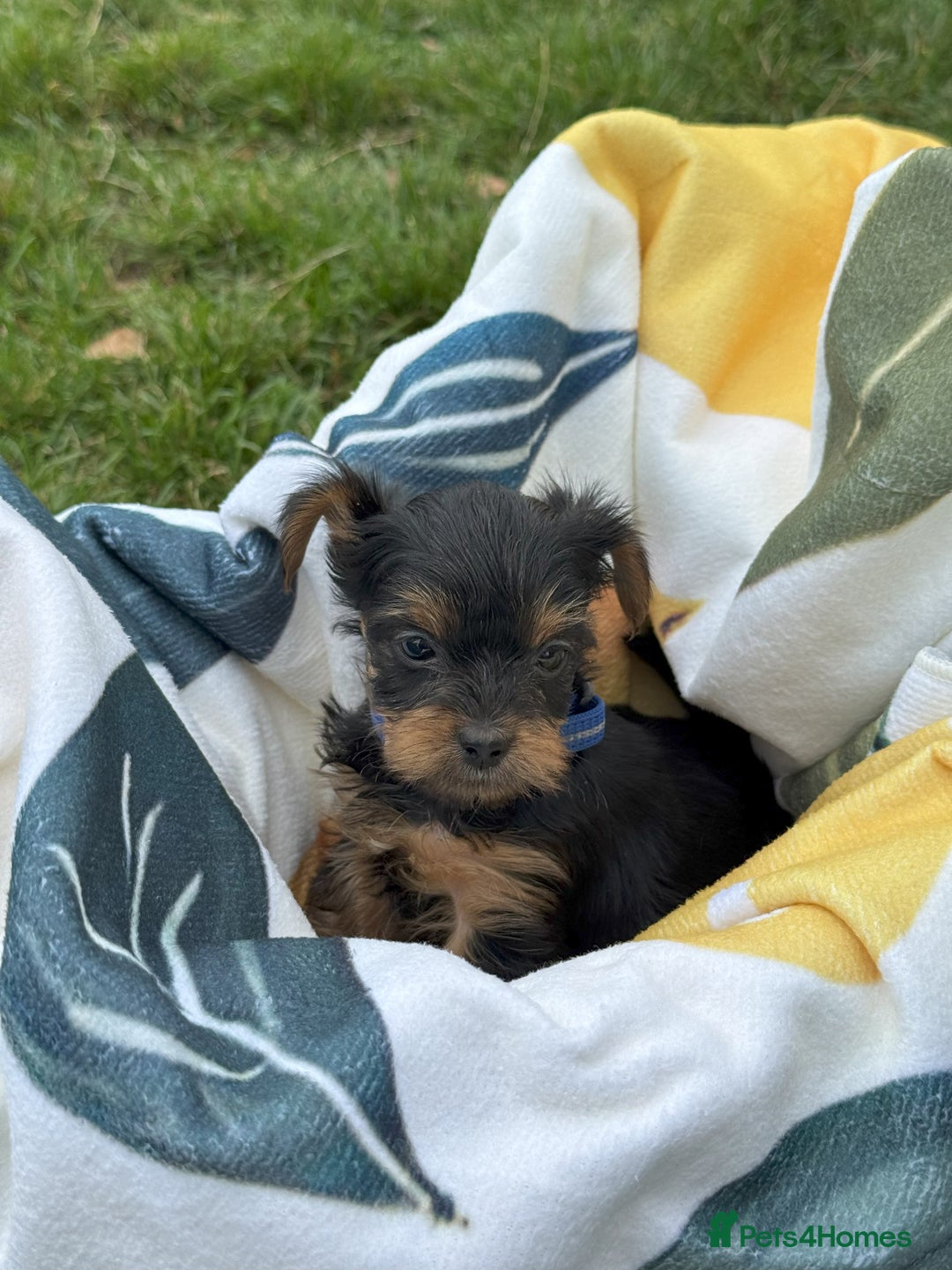 Yorkshire Terrier dogs for sale: Mini Yorkshire Terrier Puppies looking for Home - Image 3