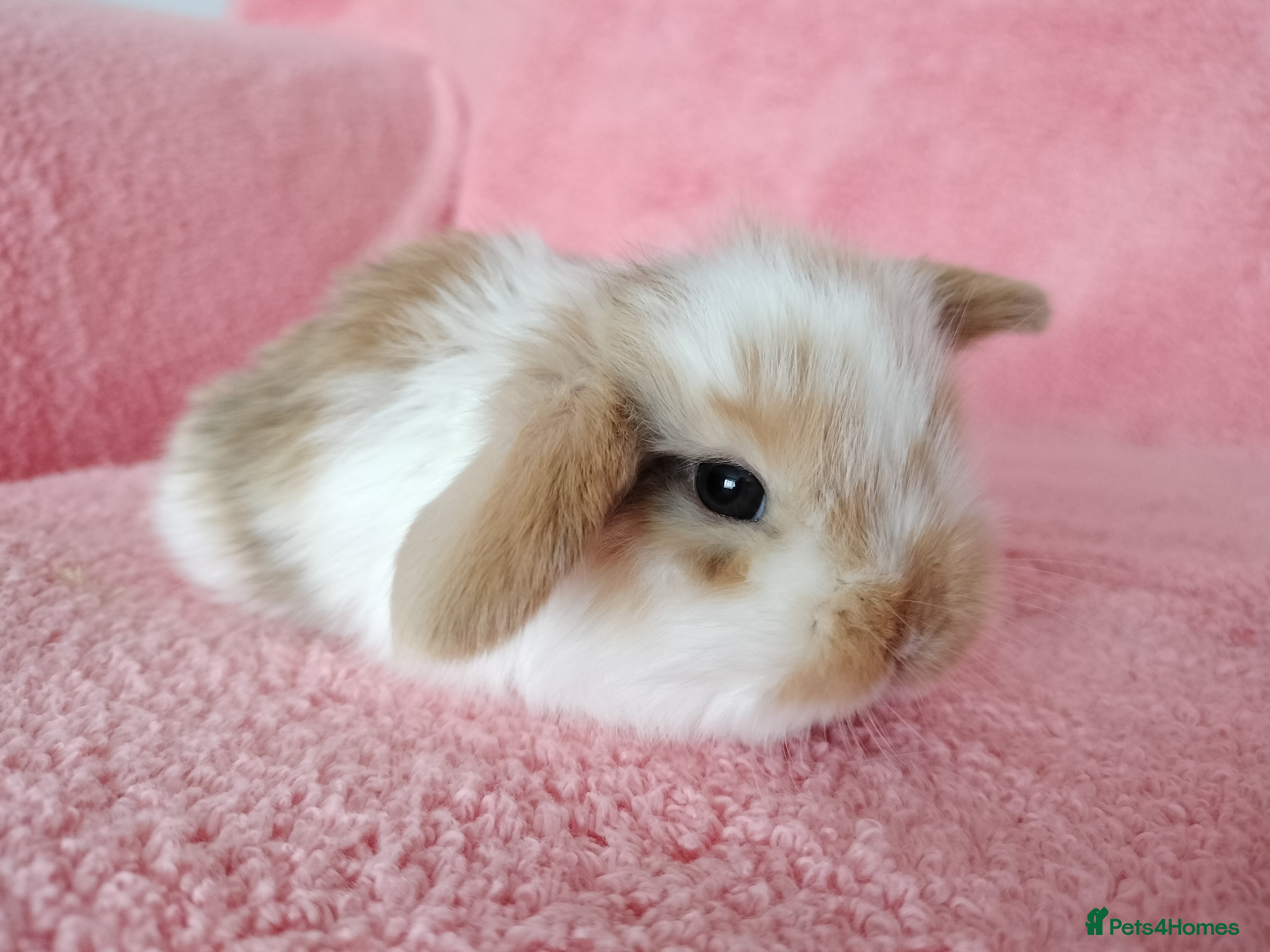 Mini Lop rabbits Baby mini lops for sale  - Advert 17