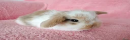 Mini Lop rabbits for sale: Baby mini lops for sale  - Advert 5