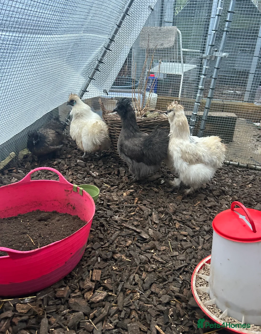 Chickens poultry for sale: POL Silkie Bantams For Sale - Advert 2