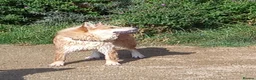 Mixed Breed dogs for sale: Chowsky in Horncastle - Advert 7