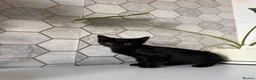 Russian Blue cats for sale: Russian blue cross with BSH in London - Advert 9
