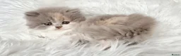 British Shorthair cats for sale: Gorgeous British longhair so loving - Advert 5