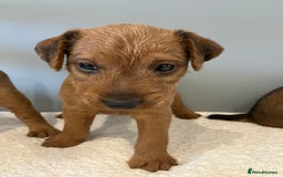Lakeland Terrier dogs for sale: 5 Gorgeous Lakeland Terriers  - Image 6