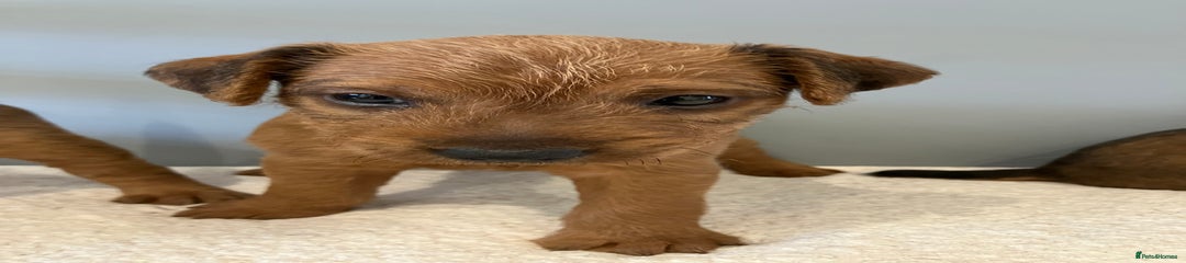 Lakeland Terrier Puppy 3