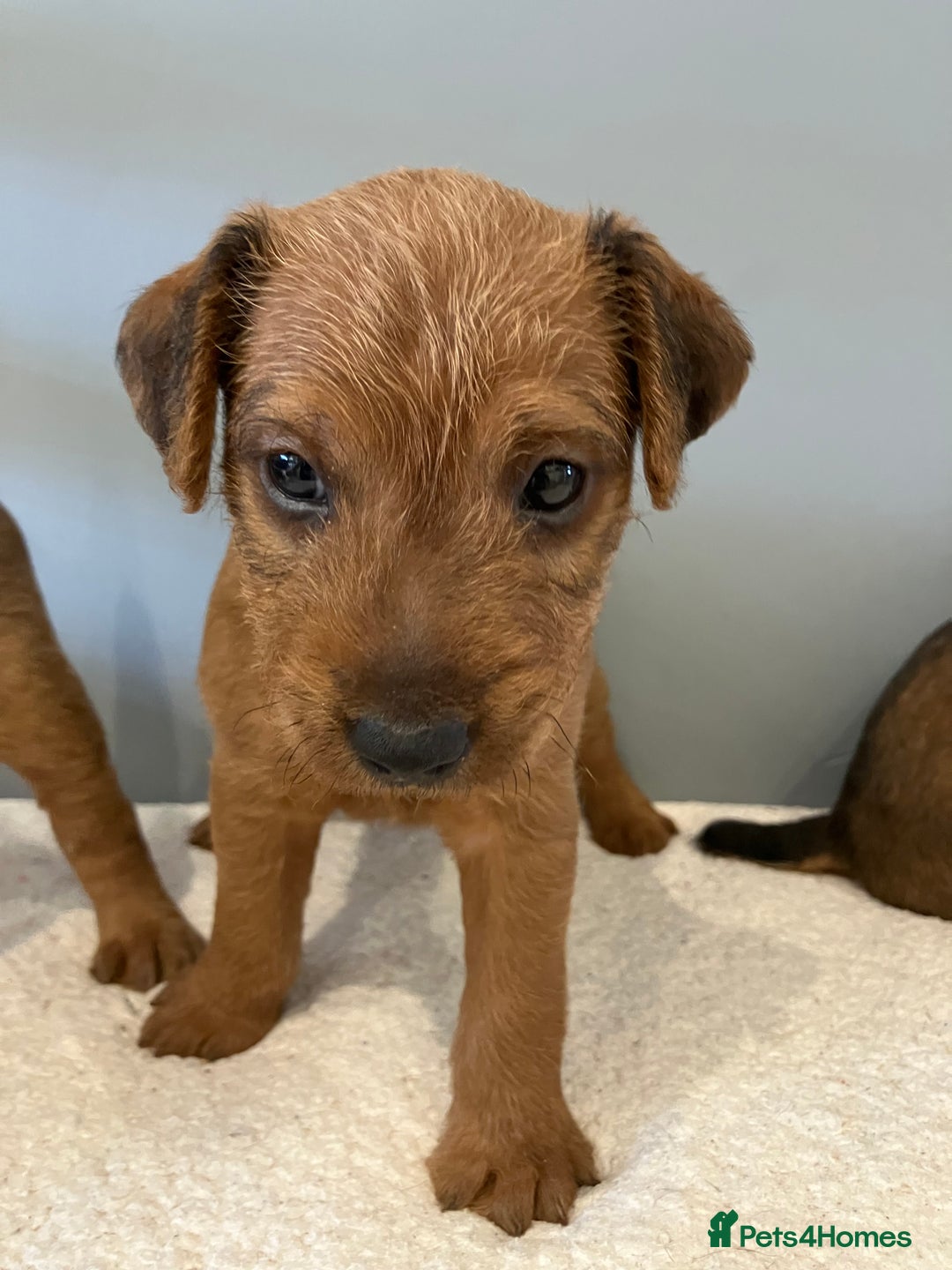 Lakeland Terrier dogs for sale: 5 Gorgeous Lakeland Terriers  - Image 6