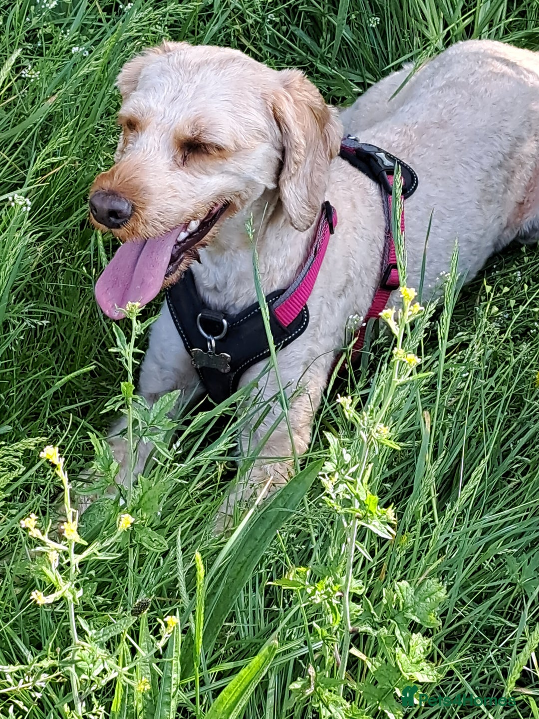 Cockapoo dogs for sale: F2 Cockapoos Puppies Gloucester - Advert 3