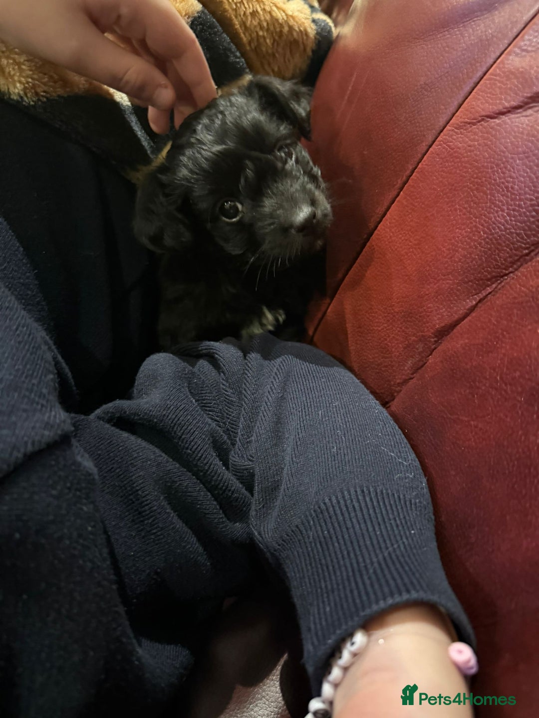 Jackapoo dogs for sale: Toy Jackapoo Puppies (Jack Russell x Toy Poodle) - Advert 5