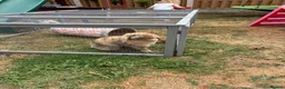 English Lop rabbits for sale: Two gorgeous female lop rabbits  in Sheffield - Advert 7