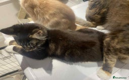 Maine Coon cats for sale: Xl mainecoon kittens  - Image 17