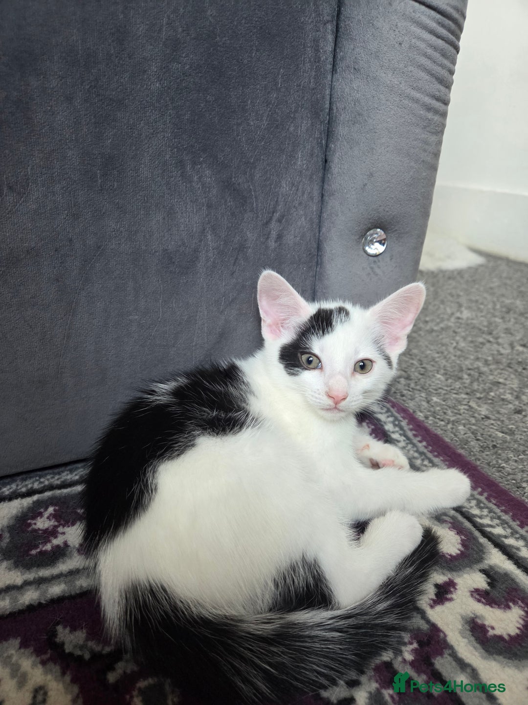 Domestic Shorthair cats for sale: Domestic Short-hair Male cats - Image 5