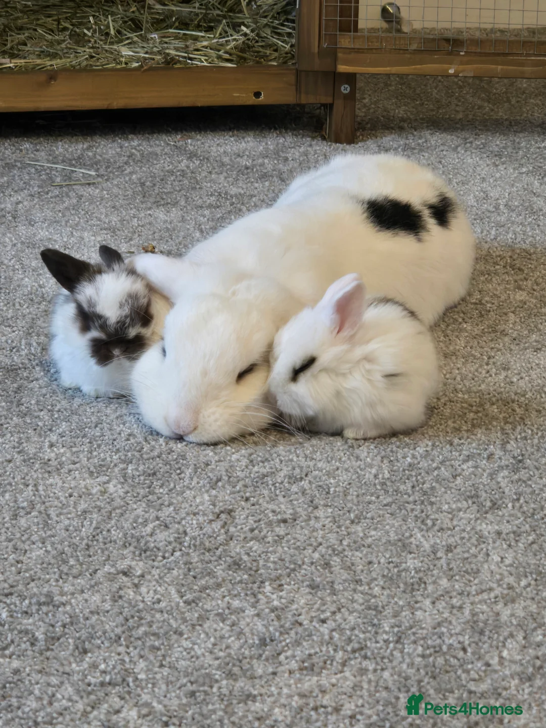 Mini Lop rabbits for sale: Mini lop bunnies  in Hinckley - Advert 3