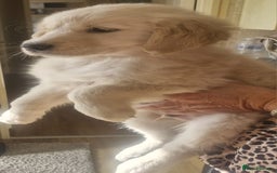 Golden Retriever dogs for sale: KC Registered Golden Retreiver Puppies  - Image 9