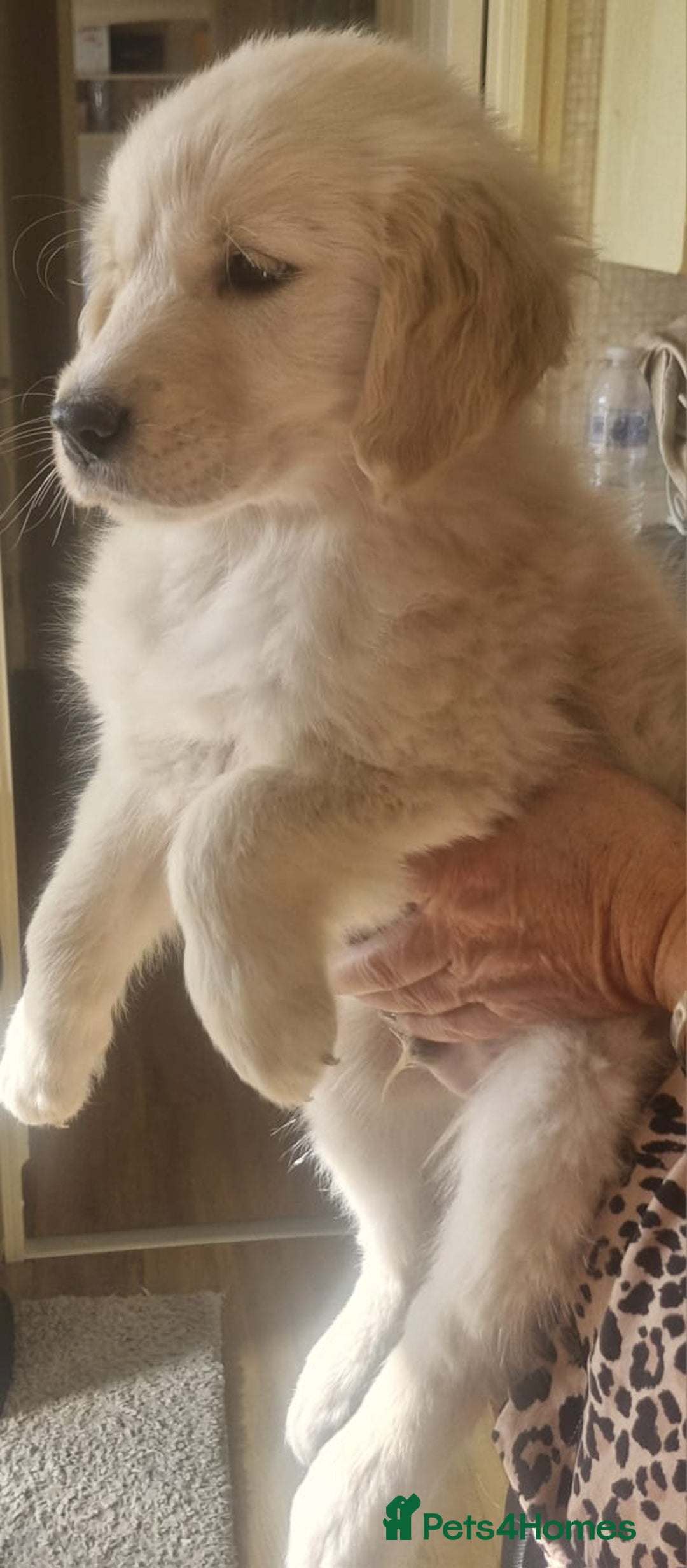 Golden Retriever dogs for sale: KC Registered Golden Retreiver Puppies  - Image 9