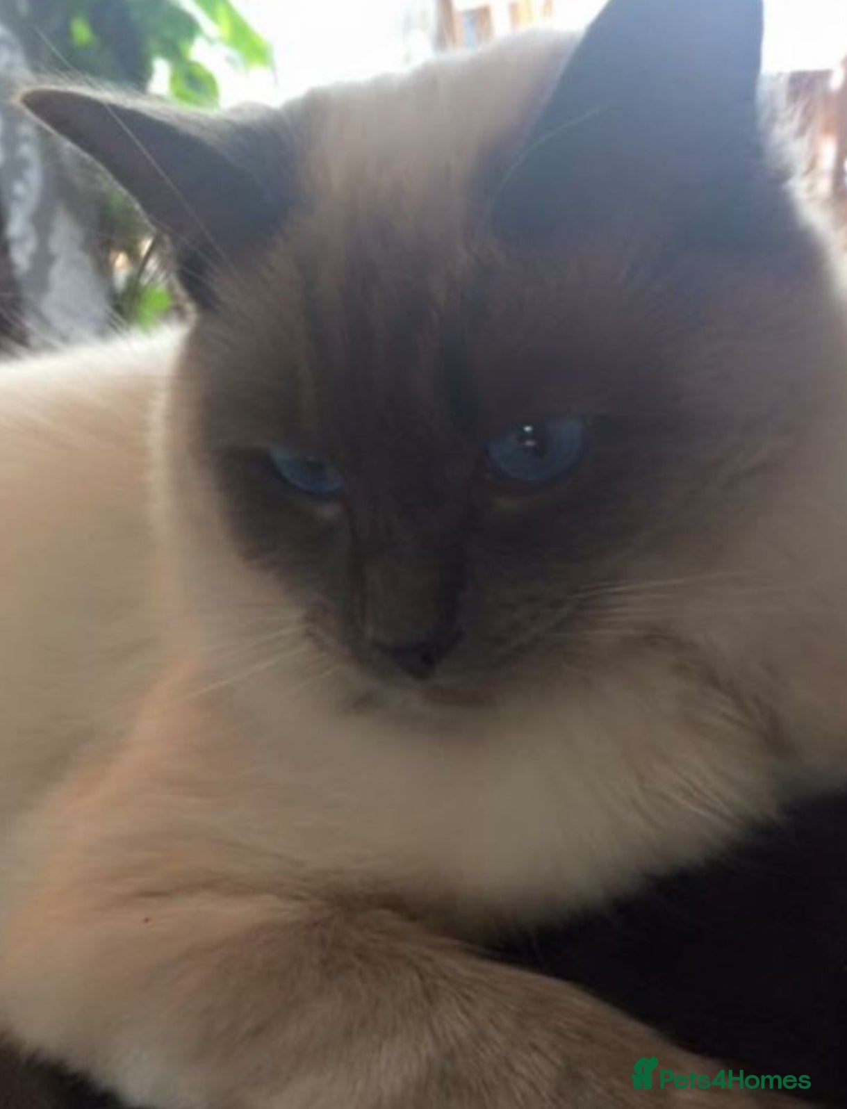 Ragdoll cats PROVEN STUD (bluepoint) in Brighouse - Advert 15