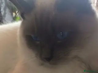 Ragdoll cats PROVEN STUD (bluepoint) in Brighouse - Advert 15