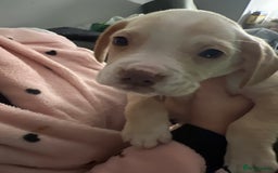 Mixed Breed dogs for sale: Sprocker x frenchie - Image 8