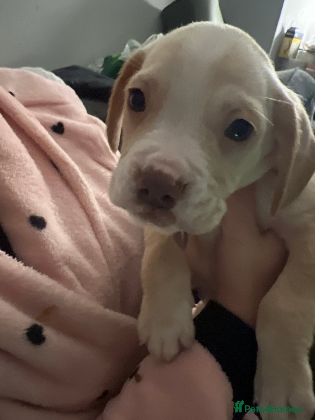 Mixed Breed dogs for sale: Sprocker x frenchie - Image 8