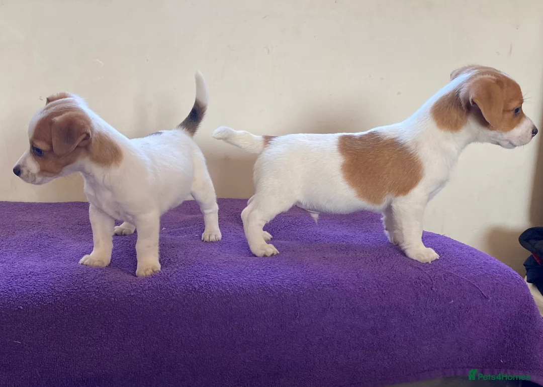 Jack Russell dogs for sale: Jack russell puppies - Advert 1