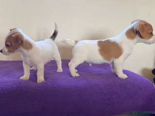 Jack Russell dogs Jack russell puppies - Advert 6