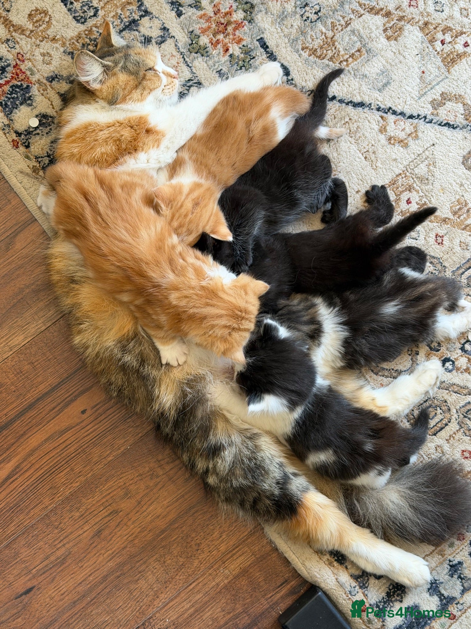 Mixed Breed cats 7 very fluffy Mainecoon mix breed kittens  - Advert 1