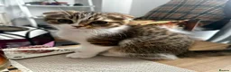 Mixed Breed cats for sale:     Adorable Kitten Looking for a Loving Home - Advert 17