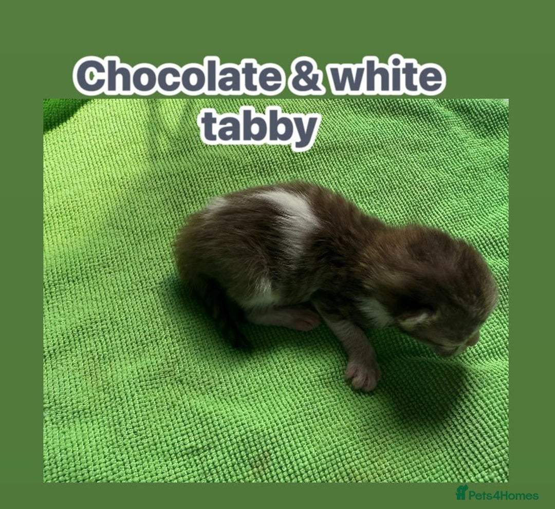 Norwegian Forest Cat cats for sale: Stunning friendly family raised kittens - Image 5