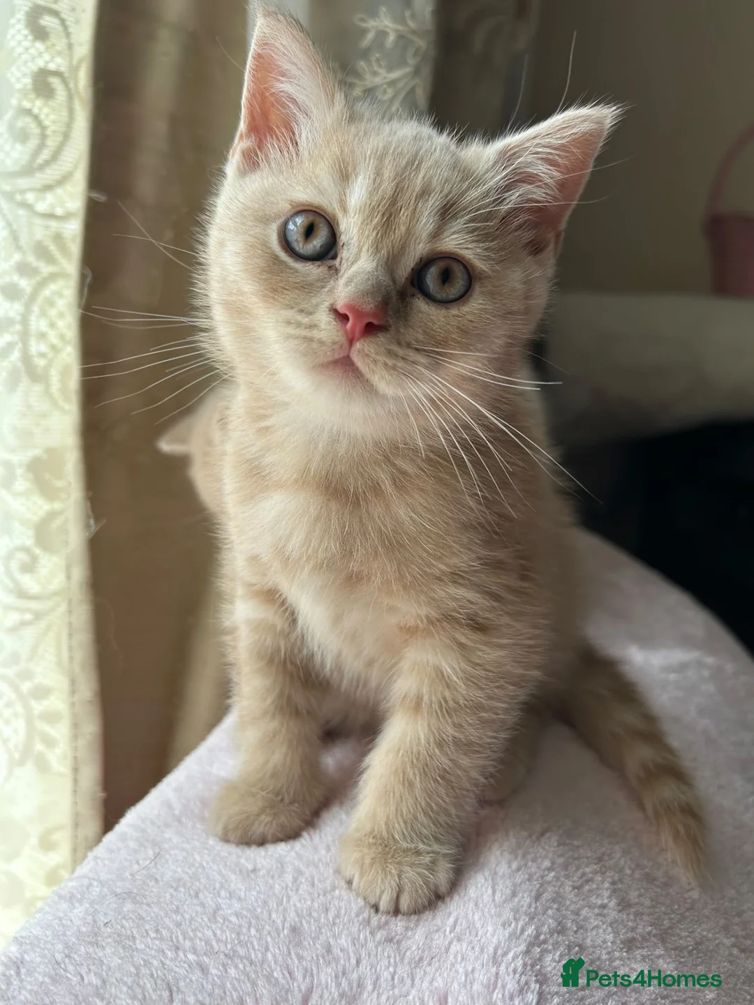 British Shorthair cats for sale: 🐾 Beautiful British Shorthair Kittens 🐾 - Advert 18