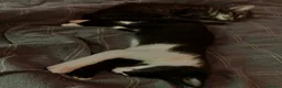 Mixed Breed cats for sale: ✨ Beautiful black & white kitten ✨ - Advert 7