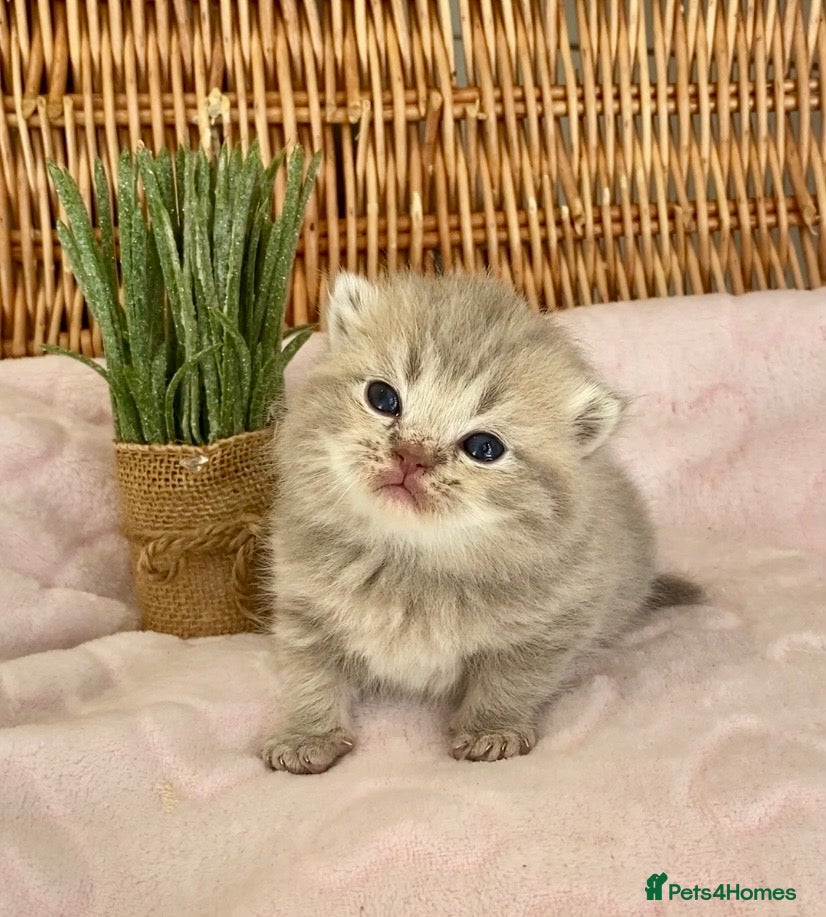 Scottish Fold cats 🧸EXTREMELY RARE TICA FAWN SCOTTISH/BSH 😻🧸 - Advert 10