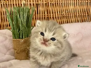 Scottish Fold cats 🧸EXTREMELY RARE TICA FAWN SCOTTISH/BSH 😻🧸 - Advert 10