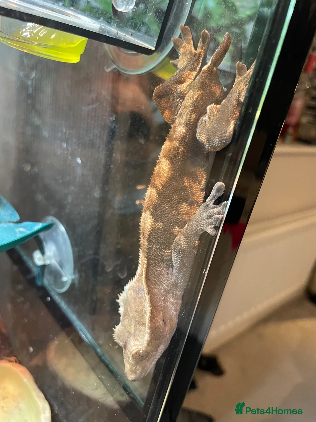 Gecko reptiles for sale: Full set up crested gecko. in Northwich - Advert 1