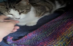 Domestic Shorthair cats for adoption: Adopt from Cats in Crisis  - Image 3