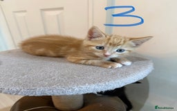 Mixed Breed cats for sale: 5 bsh mixed kittens ready  - Image 8